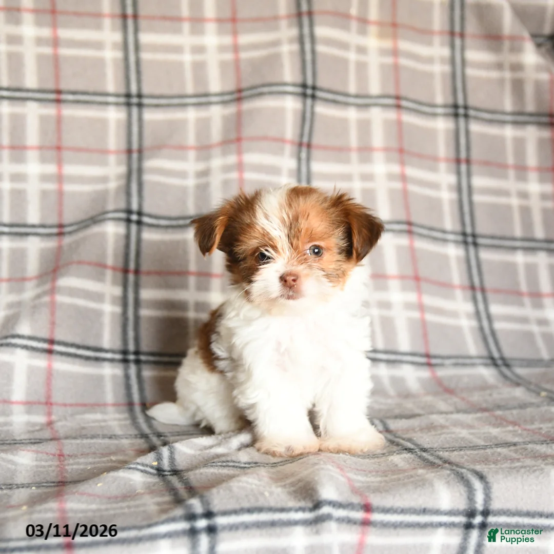 Shorkie dogs for sale: Lady - Ad 1