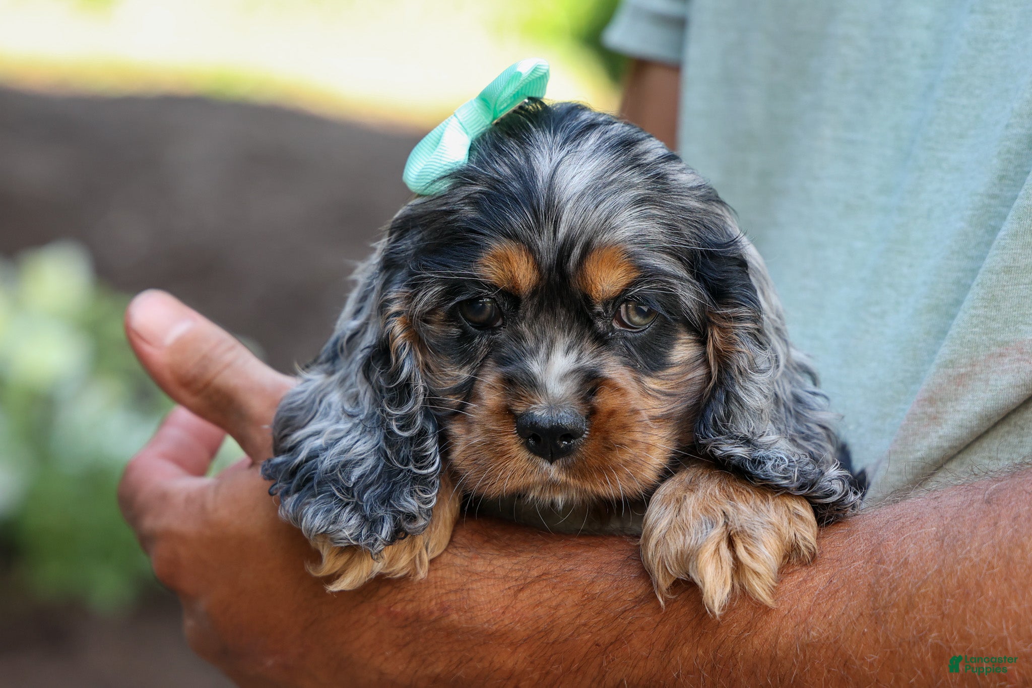 Merry Cocker様L Letti 🐶💗 Cocker Spaniel for sale in Sugarcreek | Lancaster Puppies