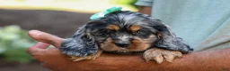 Cocker Spaniel dogs for sale: Letti 🐶💗 - Ad 4