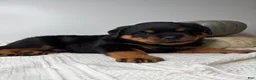 Rottweiler dogs for sale: Jose - Ad 21