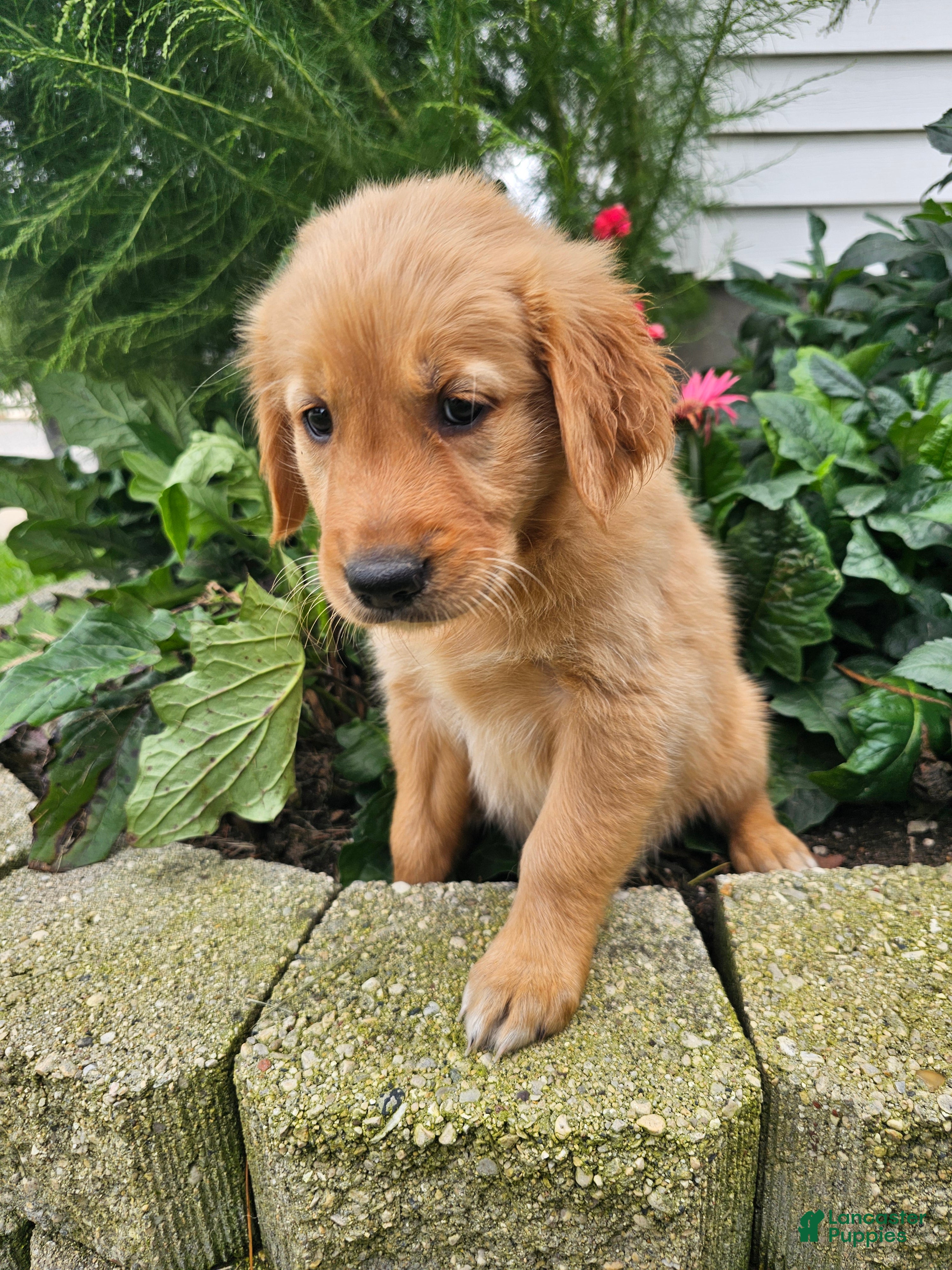 Golden Retriever dogs Katie  - Ad 2