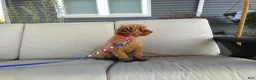 Maltipoo dogs for sale: Missy - Ad 7
