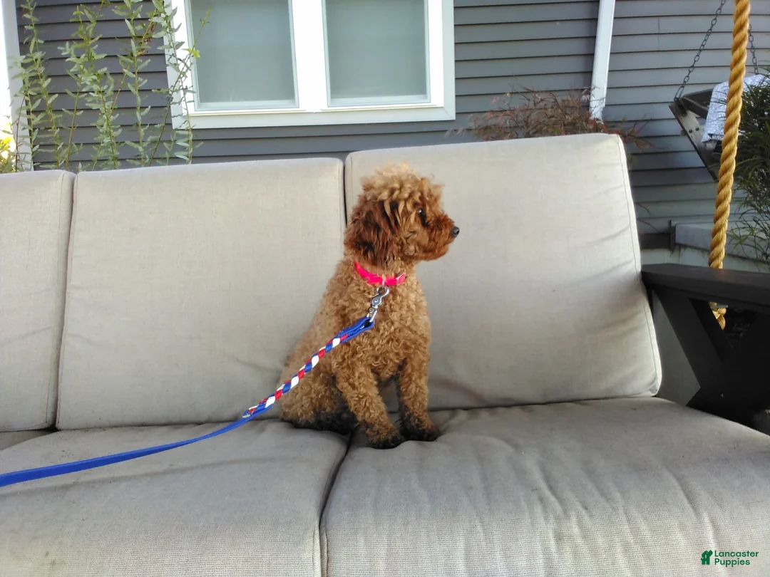 Maltipoo dogs for sale: Missy - Ad 7