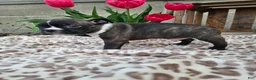 Boston Terrier dogs for sale: Magic - Ad 3