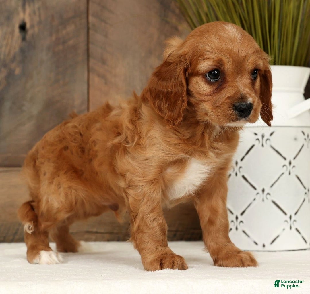 Cavapoo dogs for sale: Chase - Ad 9