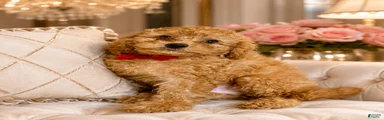 Toy Poodle 5