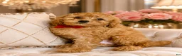 Toy Poodle dogs for sale: Toy Poodle 5 - Ad 1