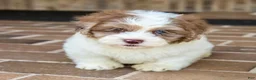 Shihpoo dogs for sale: Winston - Ad 7