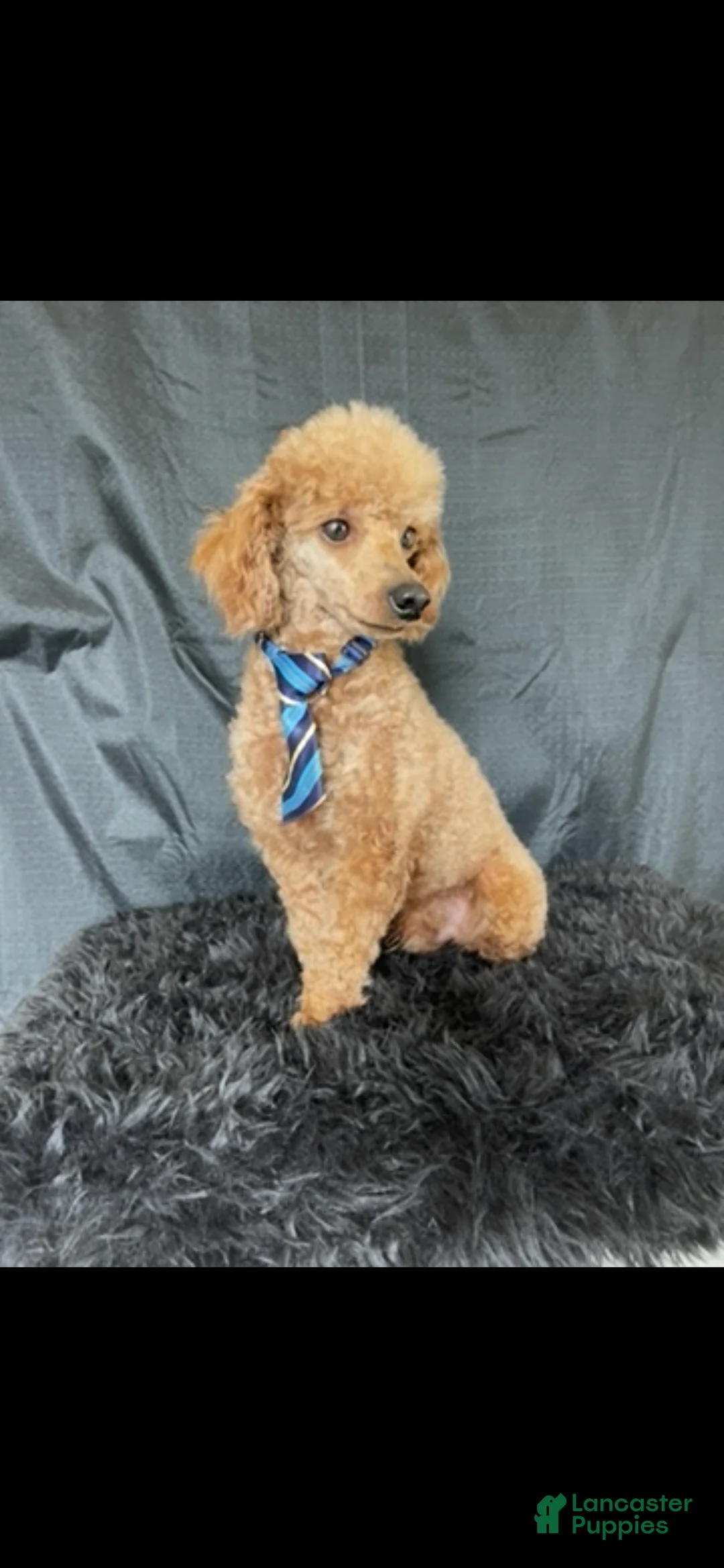 Miniature Poodle dogs for sale: Akc Clear genetics Proven Red Boy - Ad 3