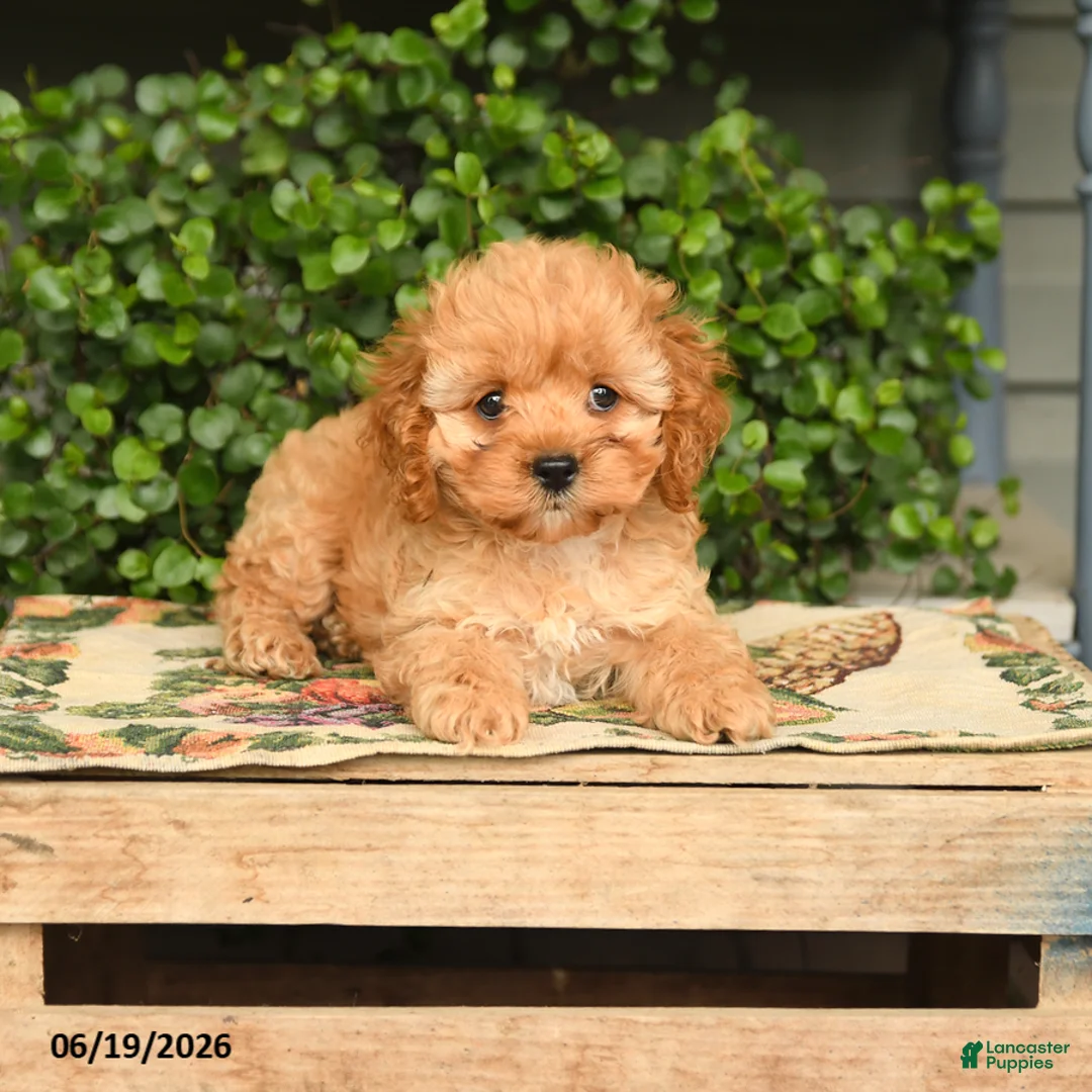 Cockapoo dogs for sale: Maisie - Ad 2