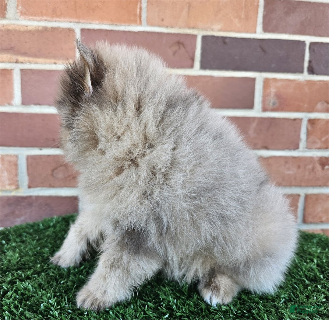 Pomeranian dogs for sale: Pomeranian Puppy 2 - Ad 2