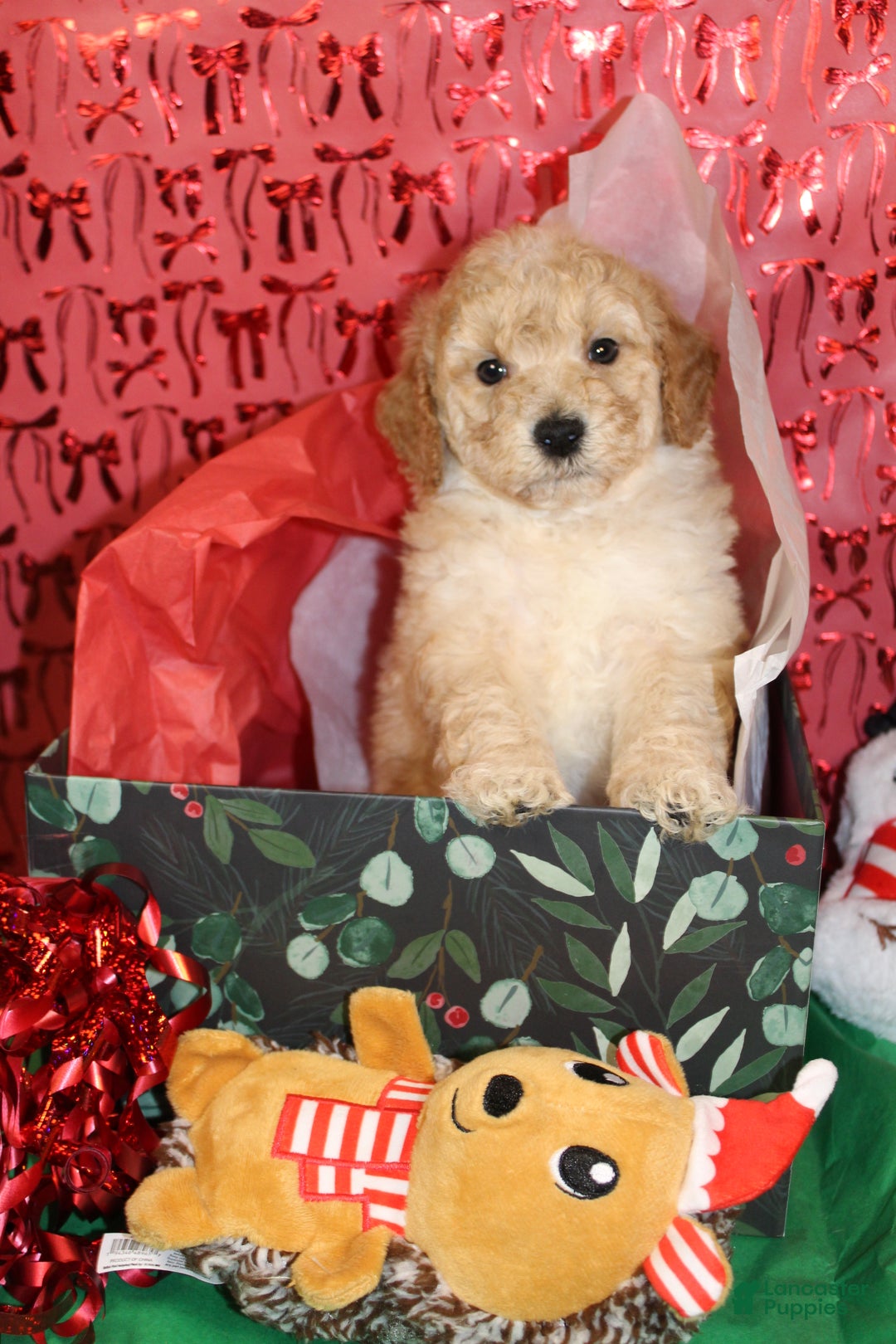 Miniature Poodle dogs for sale: Monty - Ad 7