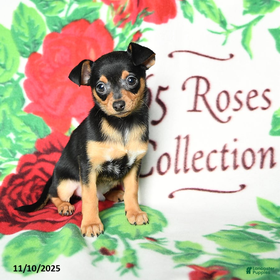 Chihuahua dogs Smokey - Ad 35