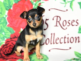 Chihuahua dogs - Ad 24