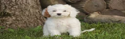 Mixed Breed dogs for sale: Thumbelina Munchkin Bernedoodle - Ad 6