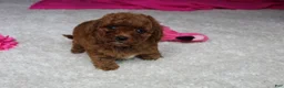 Cavapoochon dogs for sale: Molly - Ad 12