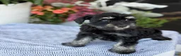 Miniature Schnauzer dogs for sale: Lorri - Ad 3
