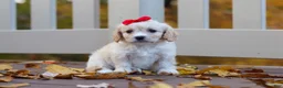 Cavachon dogs for sale: Sadie - Ad 5