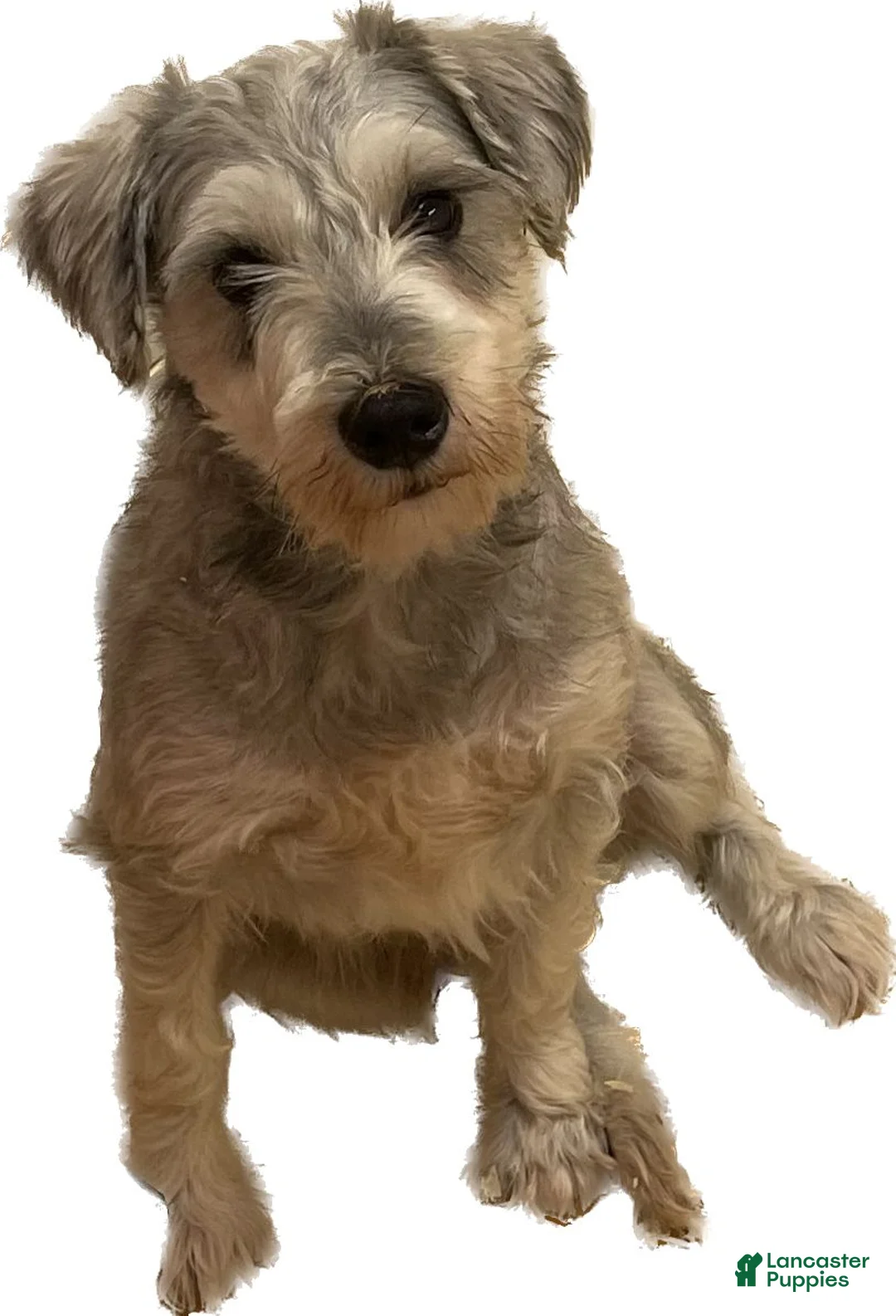 Miniature Schnauzer dogs for sale: Tessie - Ad 18