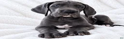 Great Dane dogs for sale: Carver  - Ad 2