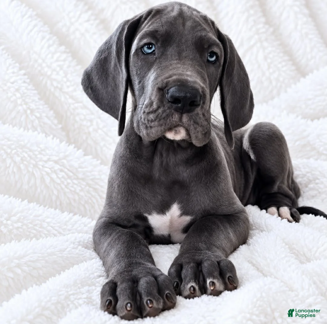 Great Dane dogs for sale: Carver  - Ad 2
