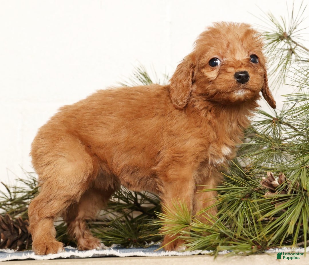 Mini Goldendoodle dogs for sale: Shelly - Ad 6