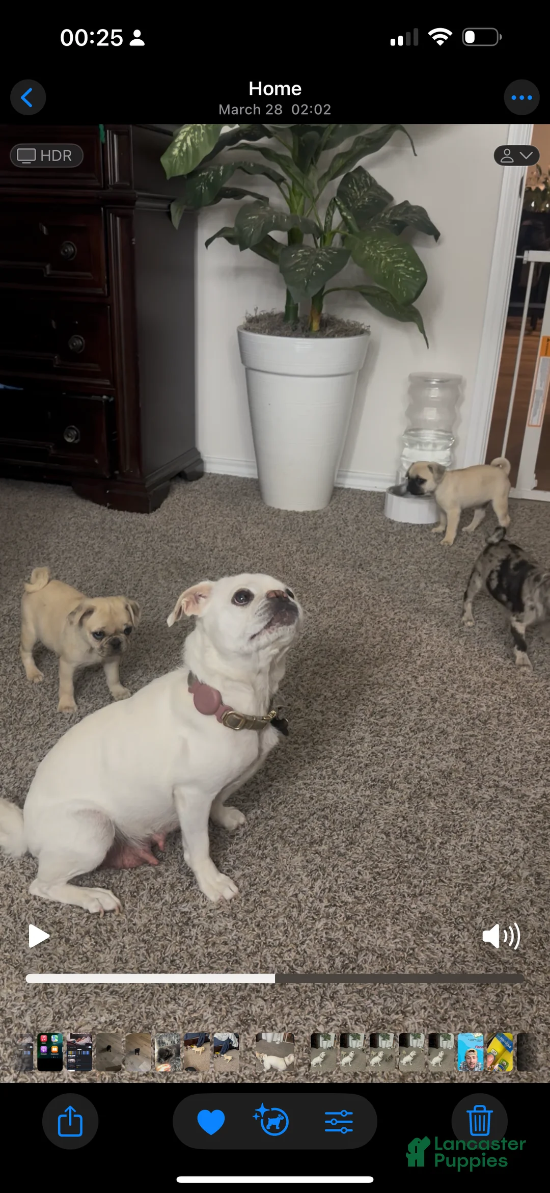 Pug dogs for sale: Nala  - Ad 2