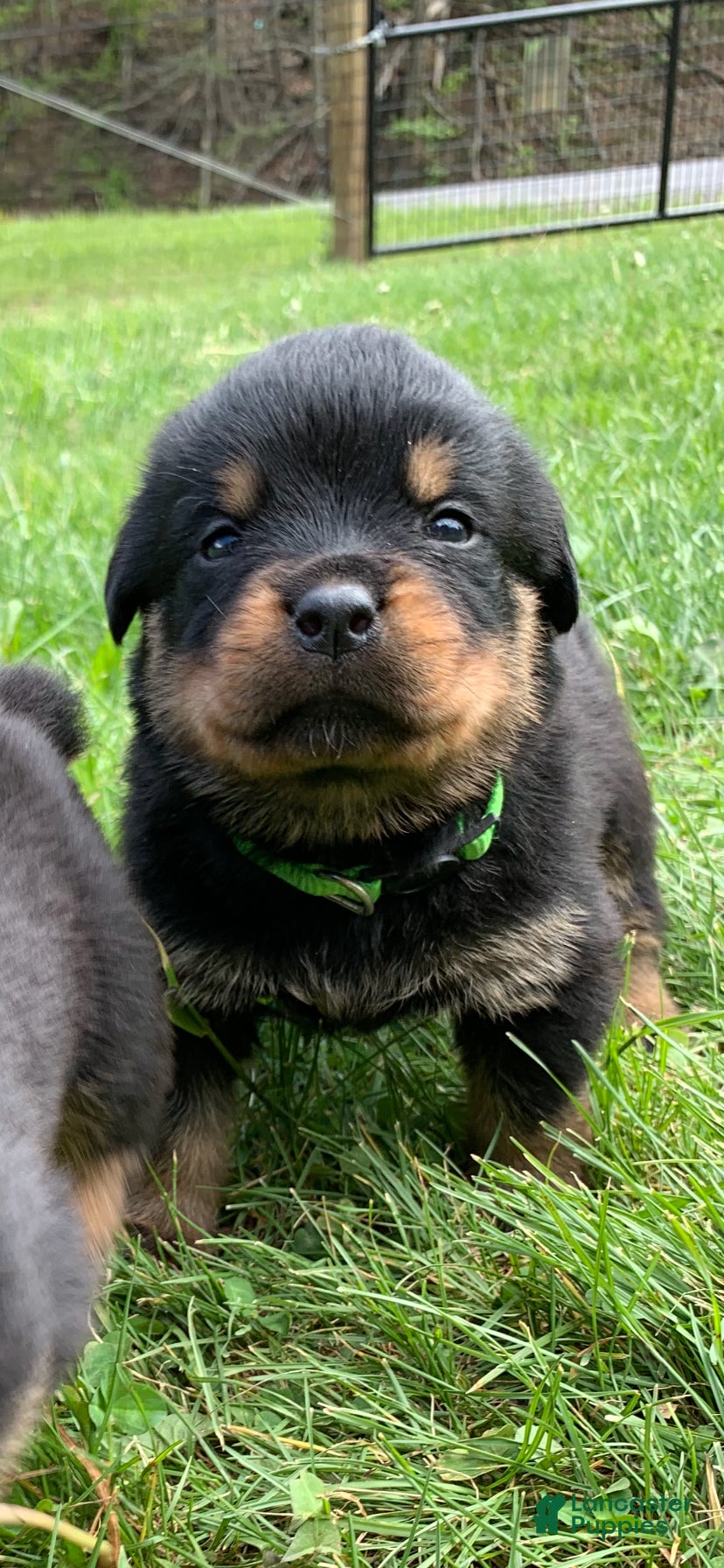 Rottweiler dogs Green Male - Ad 12