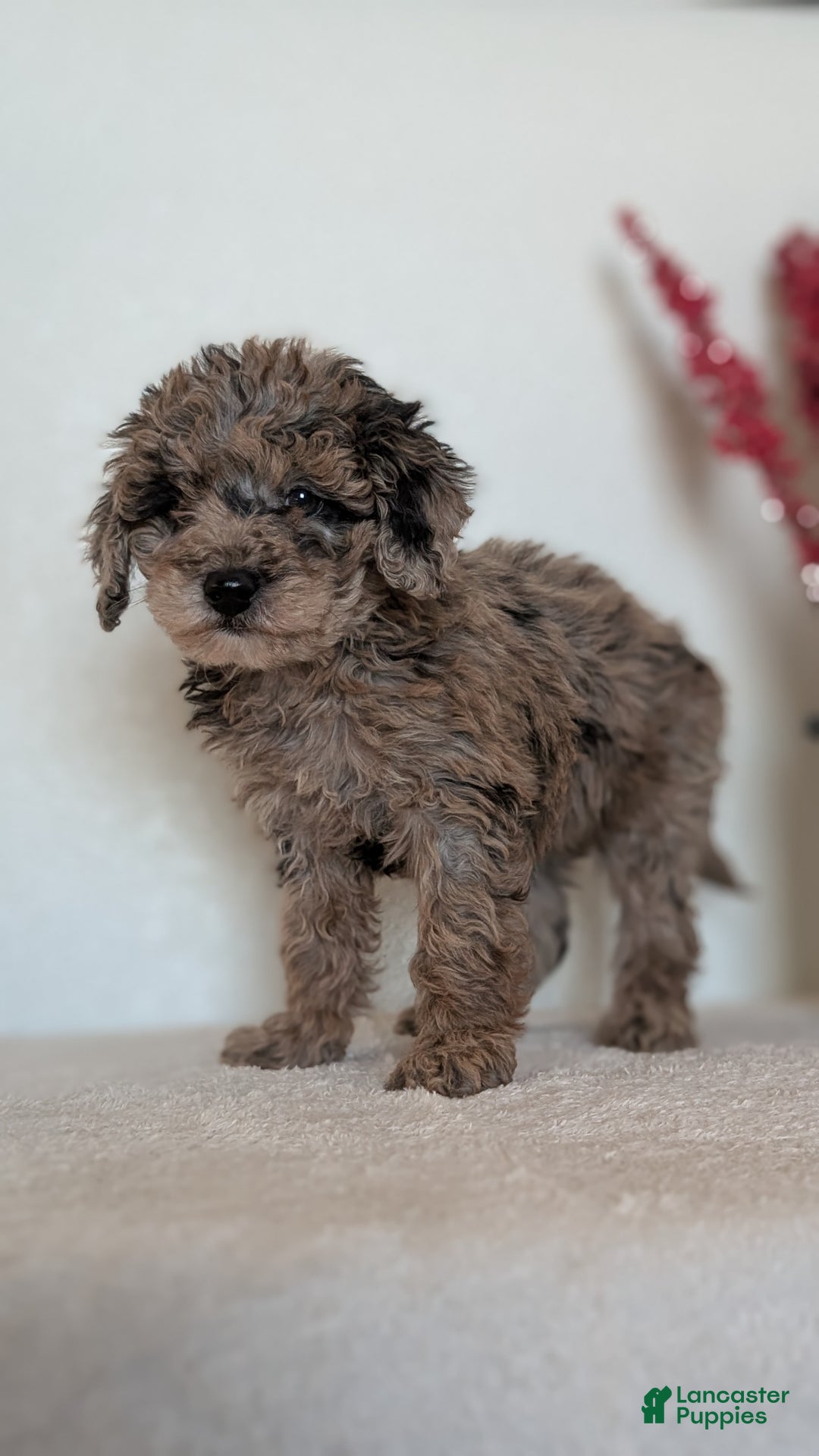 Mini Bernedoodle dogs for sale: Vanessa  - Ad 9