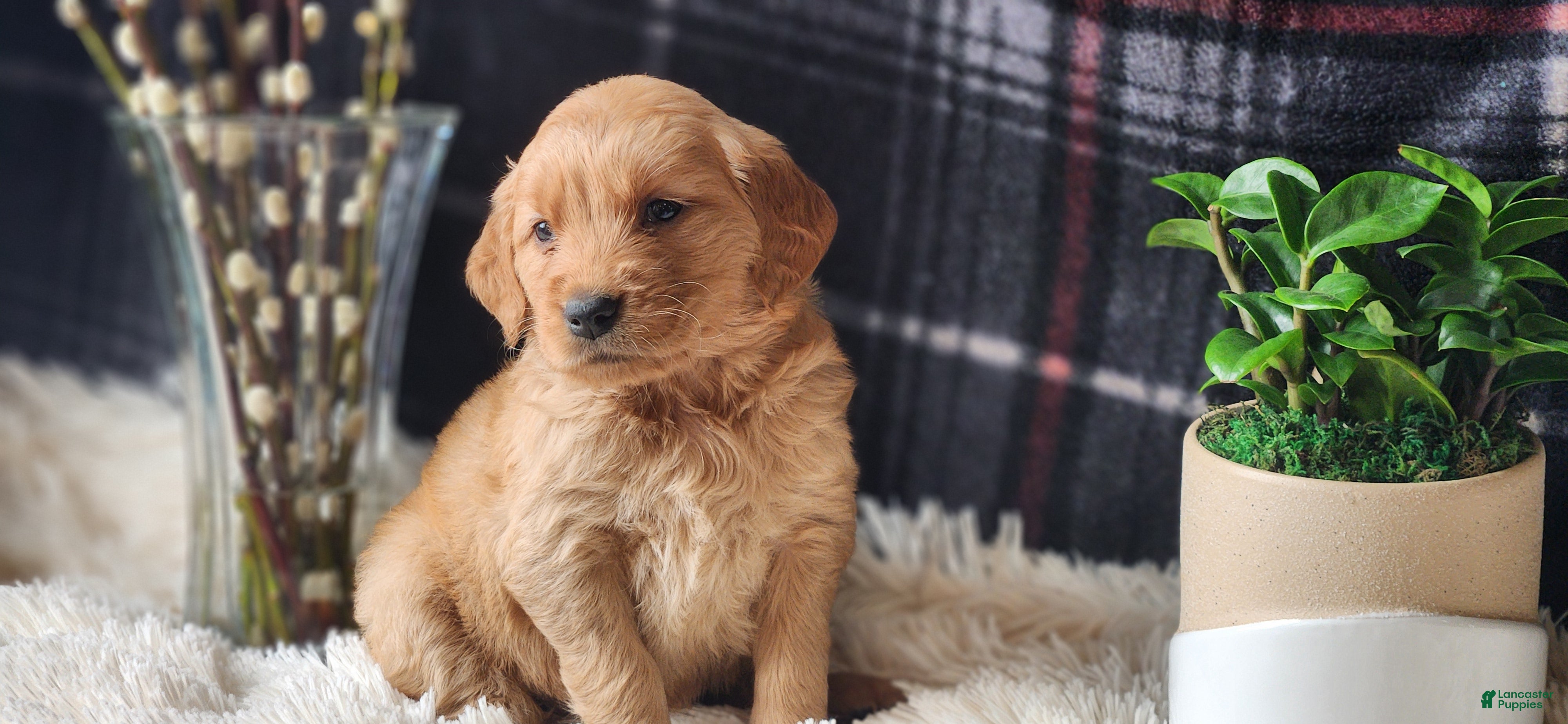 Golden Retriever dogs Laredo - Ad 10