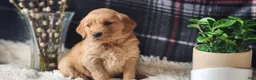 Golden Retriever dogs for sale: Laredo - Ad 1