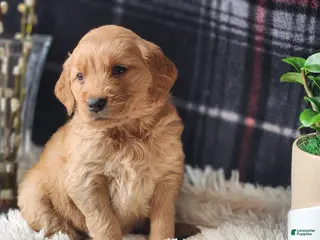 Golden Retriever dogs Laredo - Ad 10