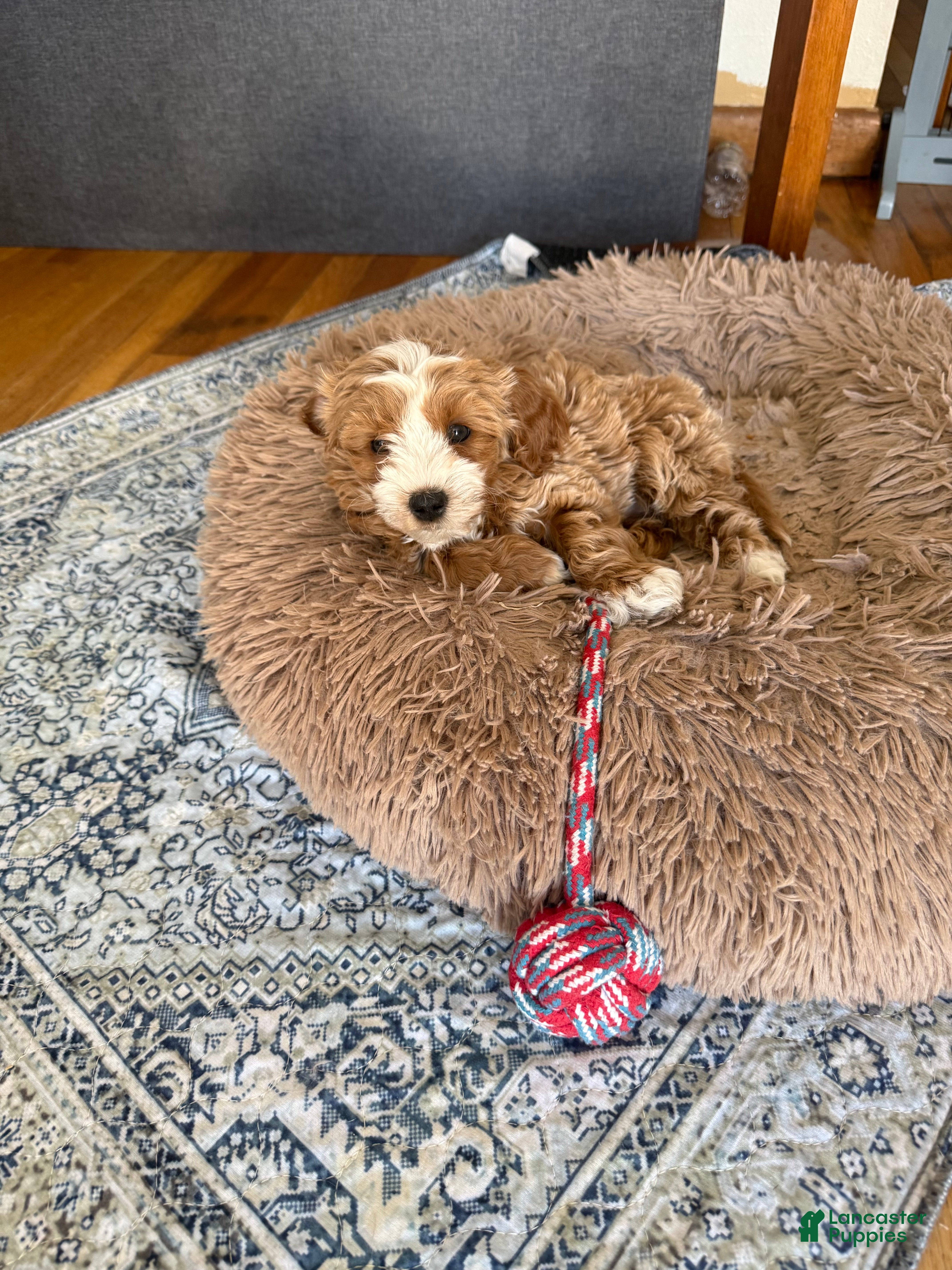 Shihpoo dogs for sale: Shihpoo Puppy 2 - Ad 2
