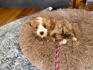 Shihpoo dogs Shihpoo Puppy 2 - Ad 34