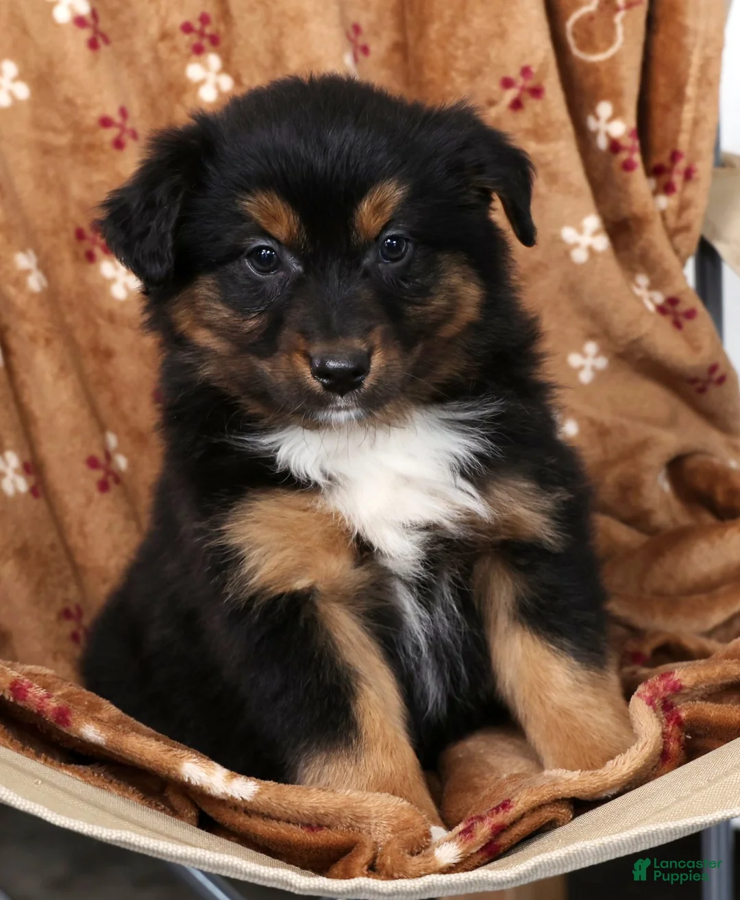 Australian Shepherd dogs for sale: Jeremy - Ad 6