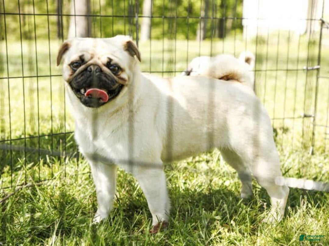 Pug dogs for sale: Sherwin - Ad 5