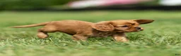 Cavalier King Charles Spaniel dogs for sale: Hazel Cavalier King Charles Spaniel  - Ad 8
