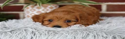 Cavapoo dogs for sale: Simba - Ad 7