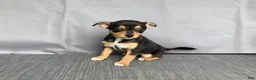 Chihuahua dogs for sale: Waylon - Ad 6