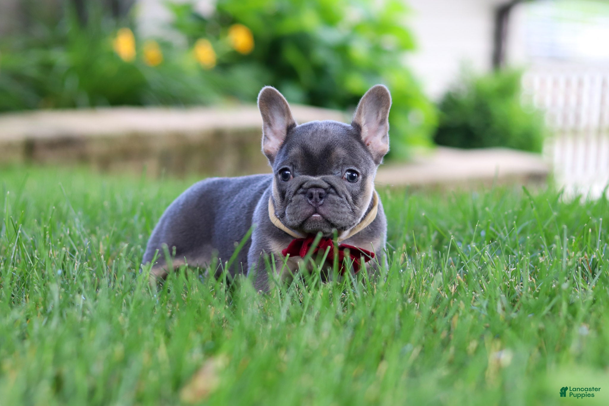 French Bulldog dogs Clinton - Ad 1