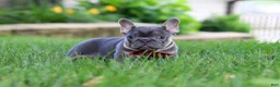French Bulldog dogs for sale: Clinton - Ad 1