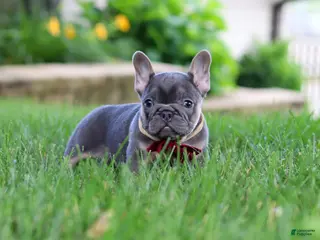 French Bulldog dogs for sale: Clinton - Ad 1