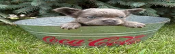 French Bulldog dogs for sale: Darcy Fluffy - Ad 4
