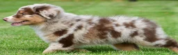 Australian Shepherd dogs for sale: Derek - Ad 9