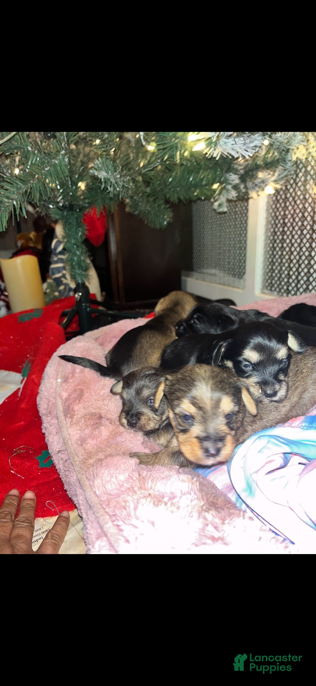 Mixed Breed dogs Mixed Breed Puppy 6 - Ad 4
