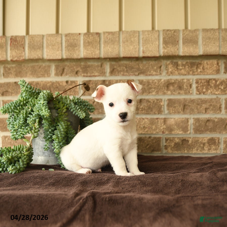 Jack Russell Terrier dogs Russle - Ad 2