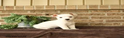 Jack Russell Terrier dogs for sale: Russle - Ad 2