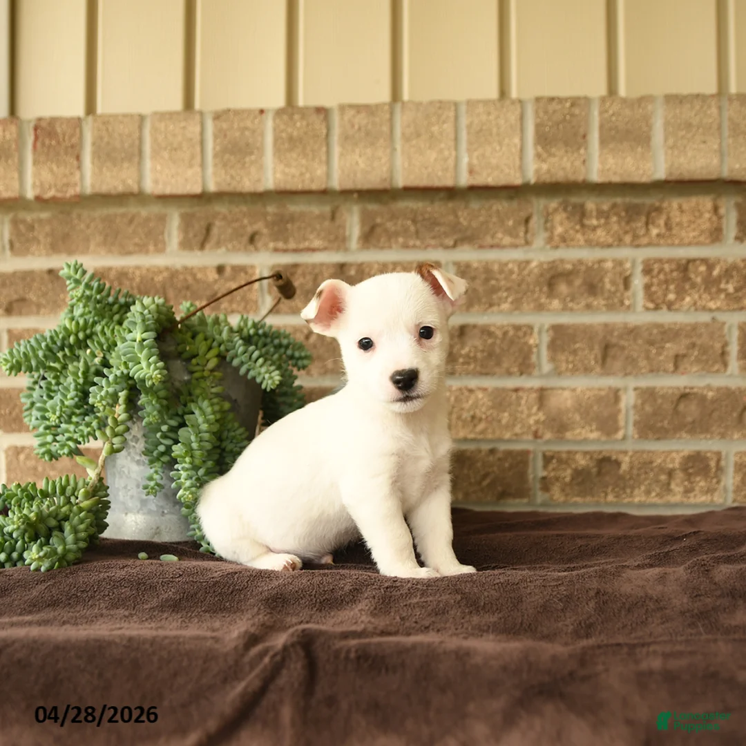 Jack Russell Terrier dogs for sale: Russle - Ad 2