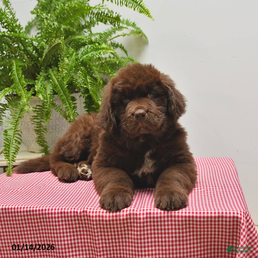 Newfoundland dogs for sale: Ranger - Ad 5