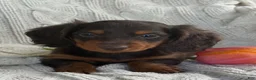 Miniature Dachshund dogs for sale: Tommy - Ad 5